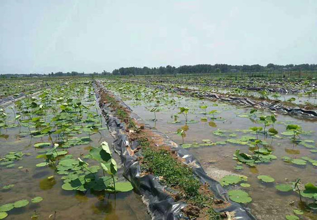 藕池養(yǎng)殖防滲膜圖片